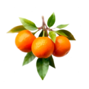 NUTRAXPM BCAA + Electrolyte – Muscle Growth | Faster Recovery | 360g | 30 Servings - Tangy Orange